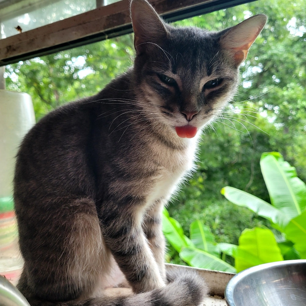 Portrait of my cat..